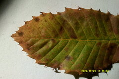 Castanea dentata