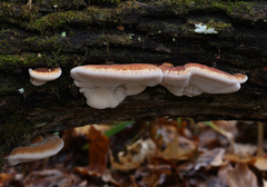 Ischnoderma resinosum