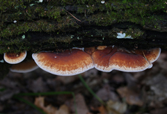 Ischnoderma resinosum