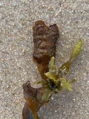 Fucus macroguiryi