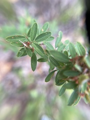 Lespedeza virginica