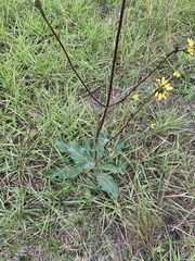 Silphium gracile