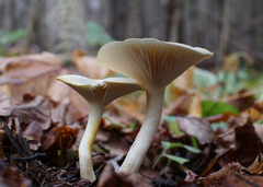 Hygrophorus chrysodon