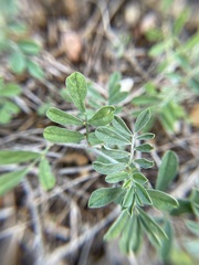 Indigofera miniata