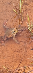 Rhinella rubescens