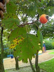 Crataegus mollis
