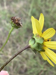 Silphium gracile