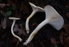 Hygrophorus chrysodon