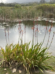 Watsonia stenosiphon