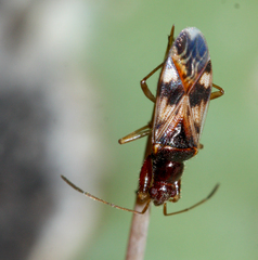 Pseudopamera nitidula