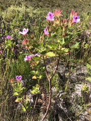 Pelargonium cucullatum strigifolium