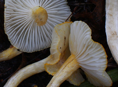 Hygrophorus chrysodon