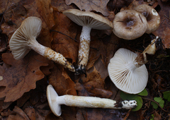 Hygrophorus