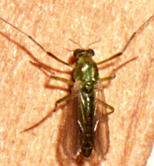 Tanytarsus