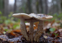 Hygrophorus