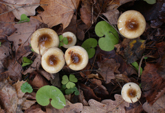 Hygrophorus