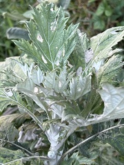 Berkheya bipinnatifida