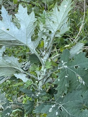 Berkheya bipinnatifida
