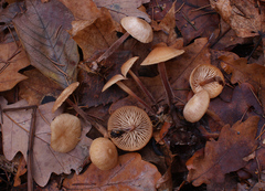 Mycetinis prasiosmus