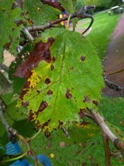 Crataegus mollis
