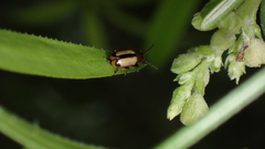 Crioceris paracenthesis