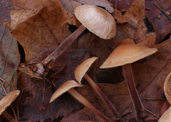 Mycetinis prasiosmus