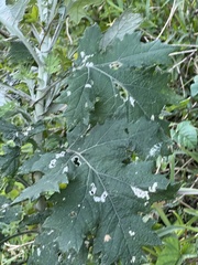 Berkheya bipinnatifida