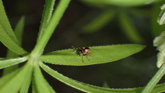 Crioceris paracenthesis