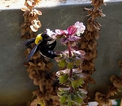 Xylocopa pubescens