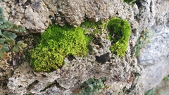 Encalypta streptocarpa