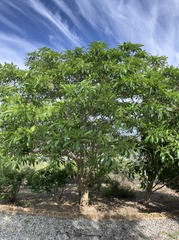 Gentianales