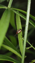 Crioceris paracenthesis