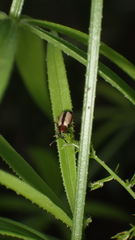 Crioceris paracenthesis