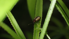 Crioceris paracenthesis