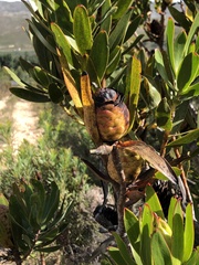 Leucadendron laureolum