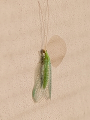 Chrysopodes collaris