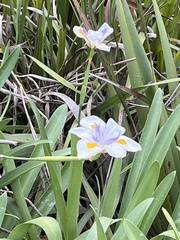 Dietes grandiflora