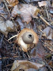 Geastrum