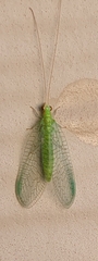 Chrysopodes collaris