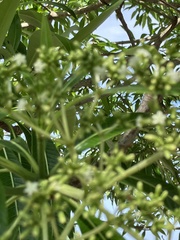 Gentianales