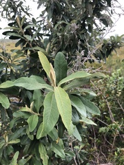 Tarchonanthus littoralis