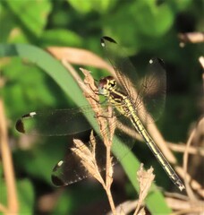 Hemistigma albipunctum