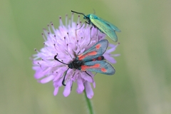 Zygaena sarpedon
