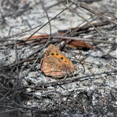 Aloeides pallida pallida