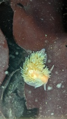 Aeolidia