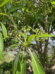 Gentianales