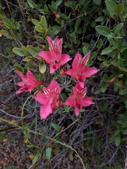 Alstroemeria ligtu ligtu