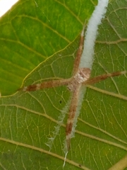 Argiope minuta