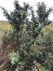 Tarchonanthus littoralis