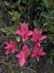Alstroemeria ligtu ligtu
